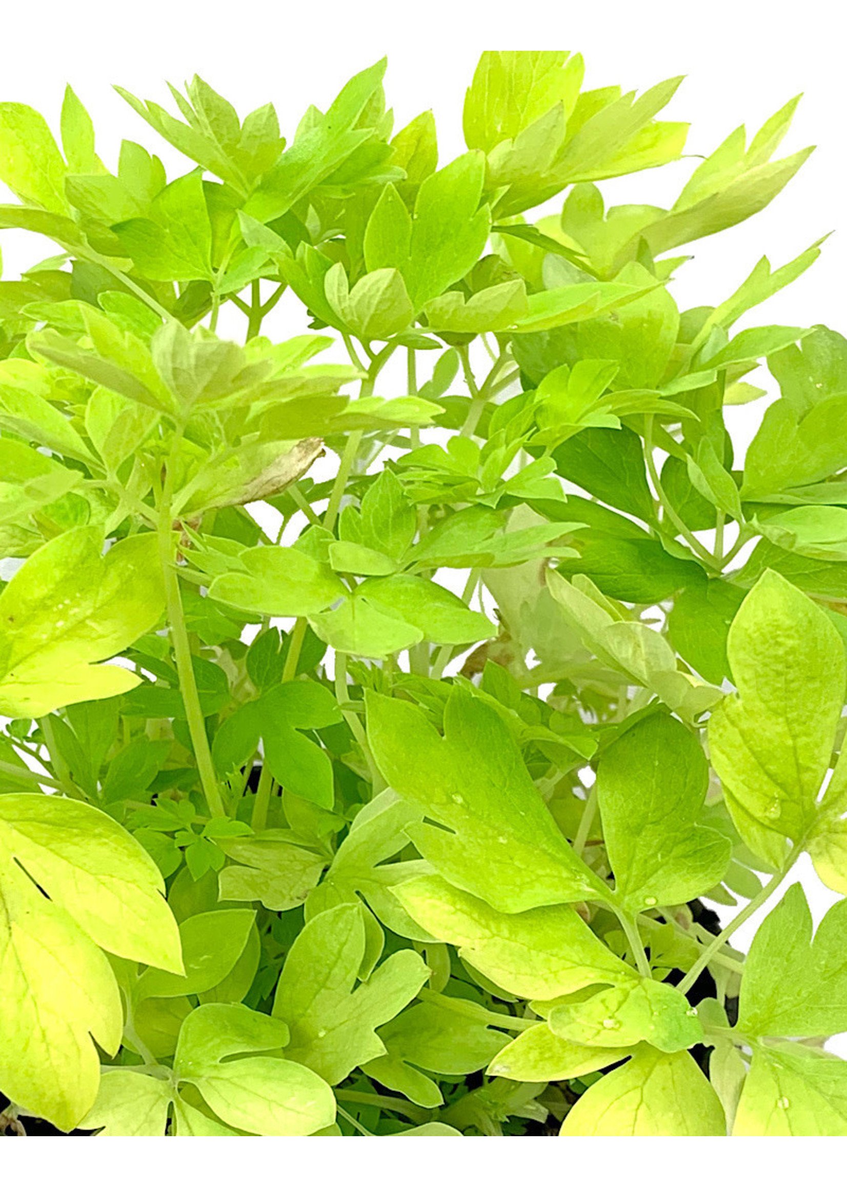 Dicentra spectabilis 'White Gold' 1 Gallon