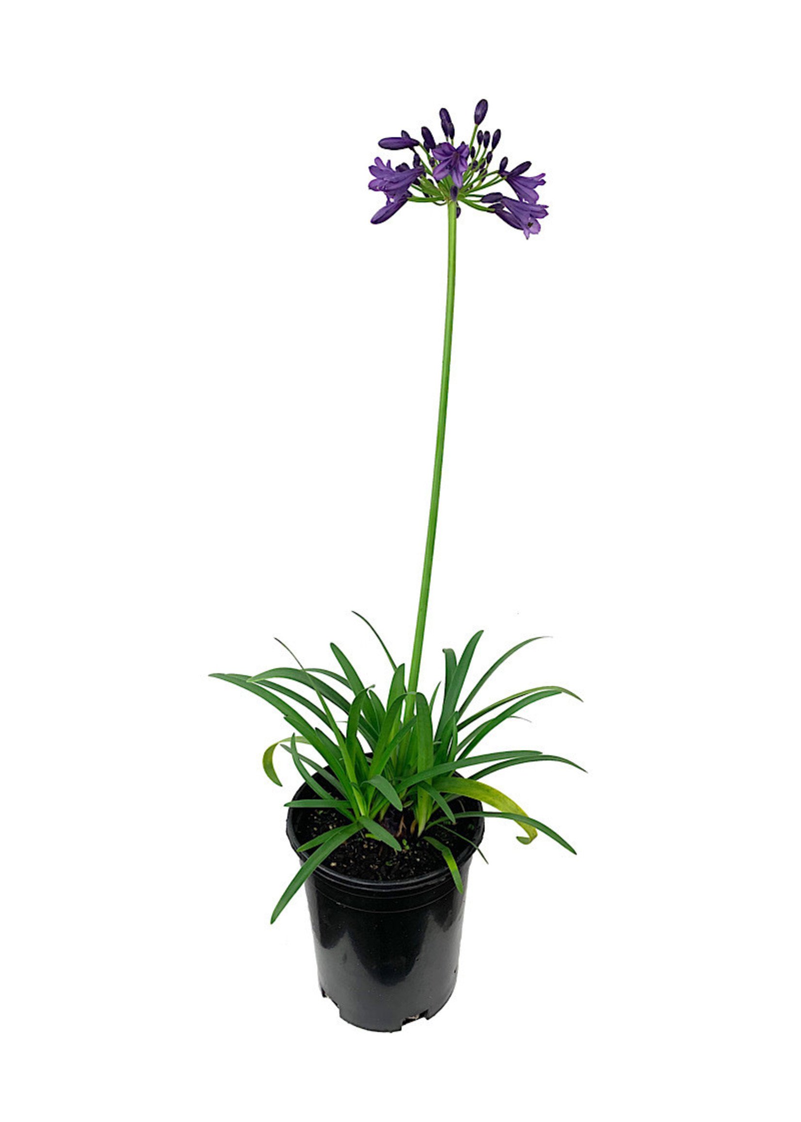 Agapanthus 'Ever Amethyst’ 1 Gallon