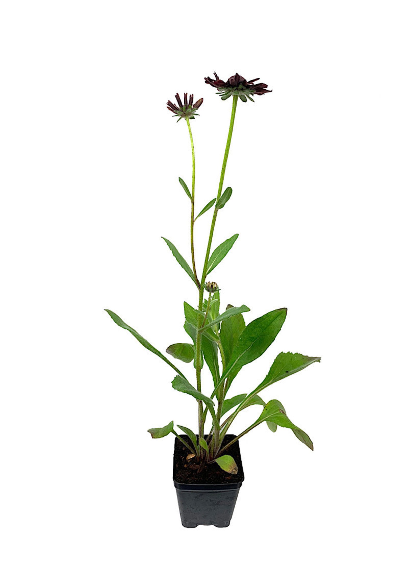 Rudbeckia 'Cherry Brandy' 4 Inch