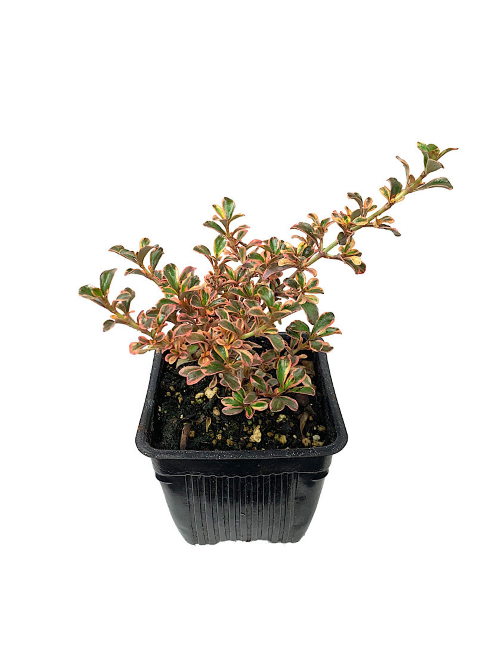 Coprosma 'Fireburst' 4 inch