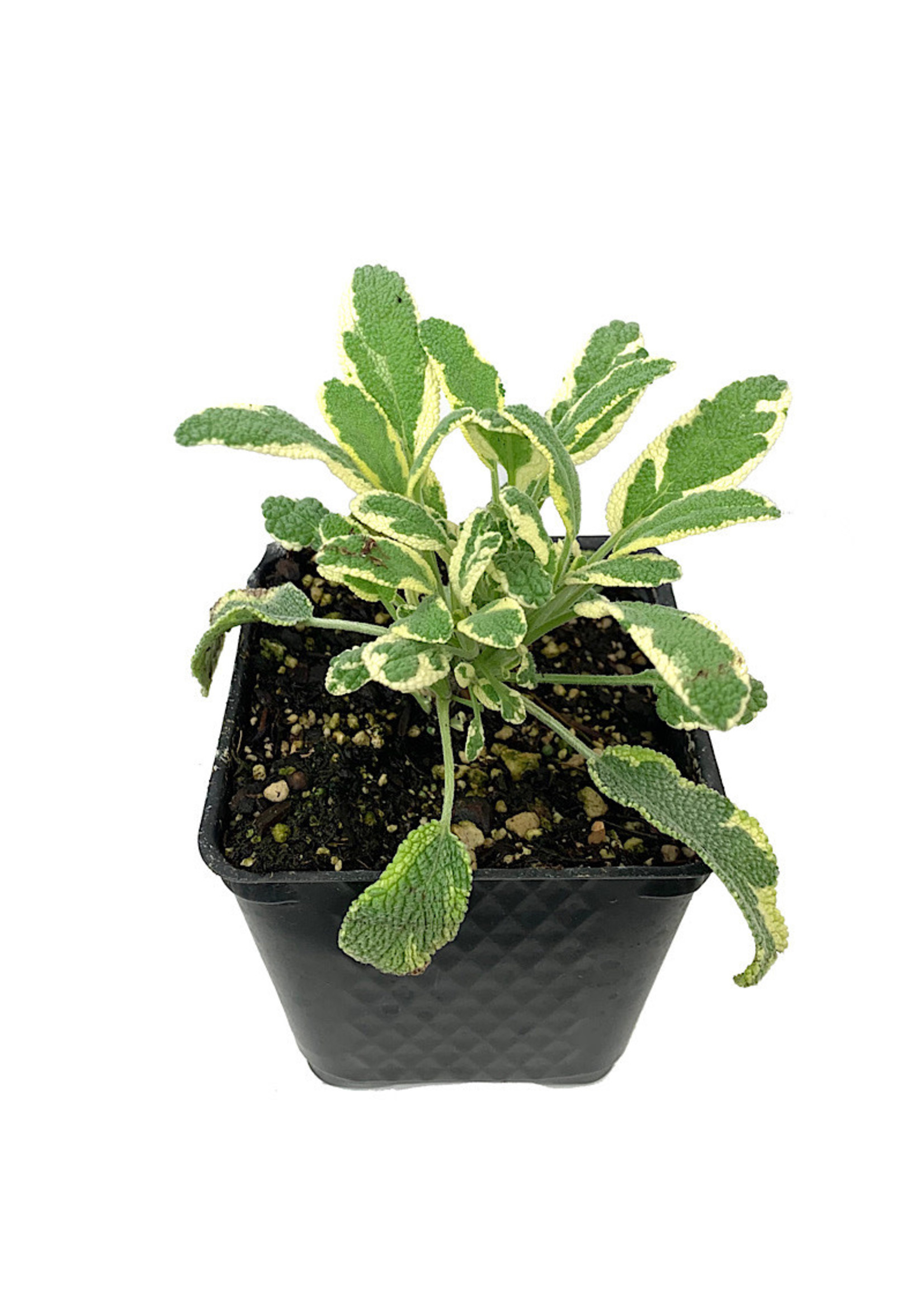 Sage 'White Edged' 4 inch