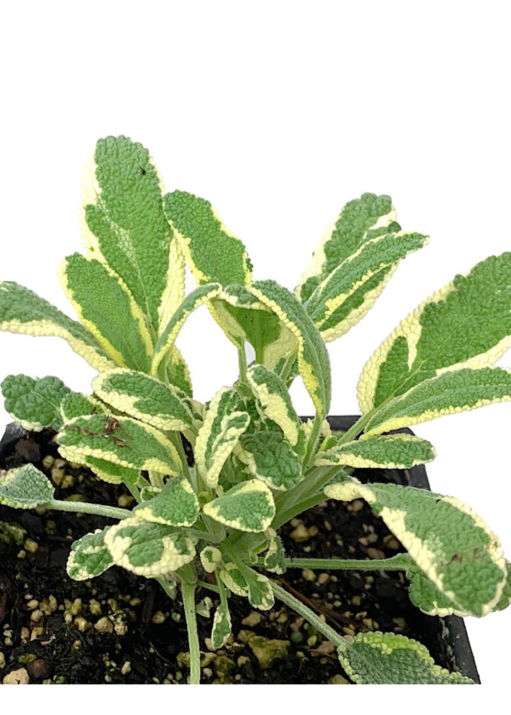 Sage 'White Edged' 4 inch