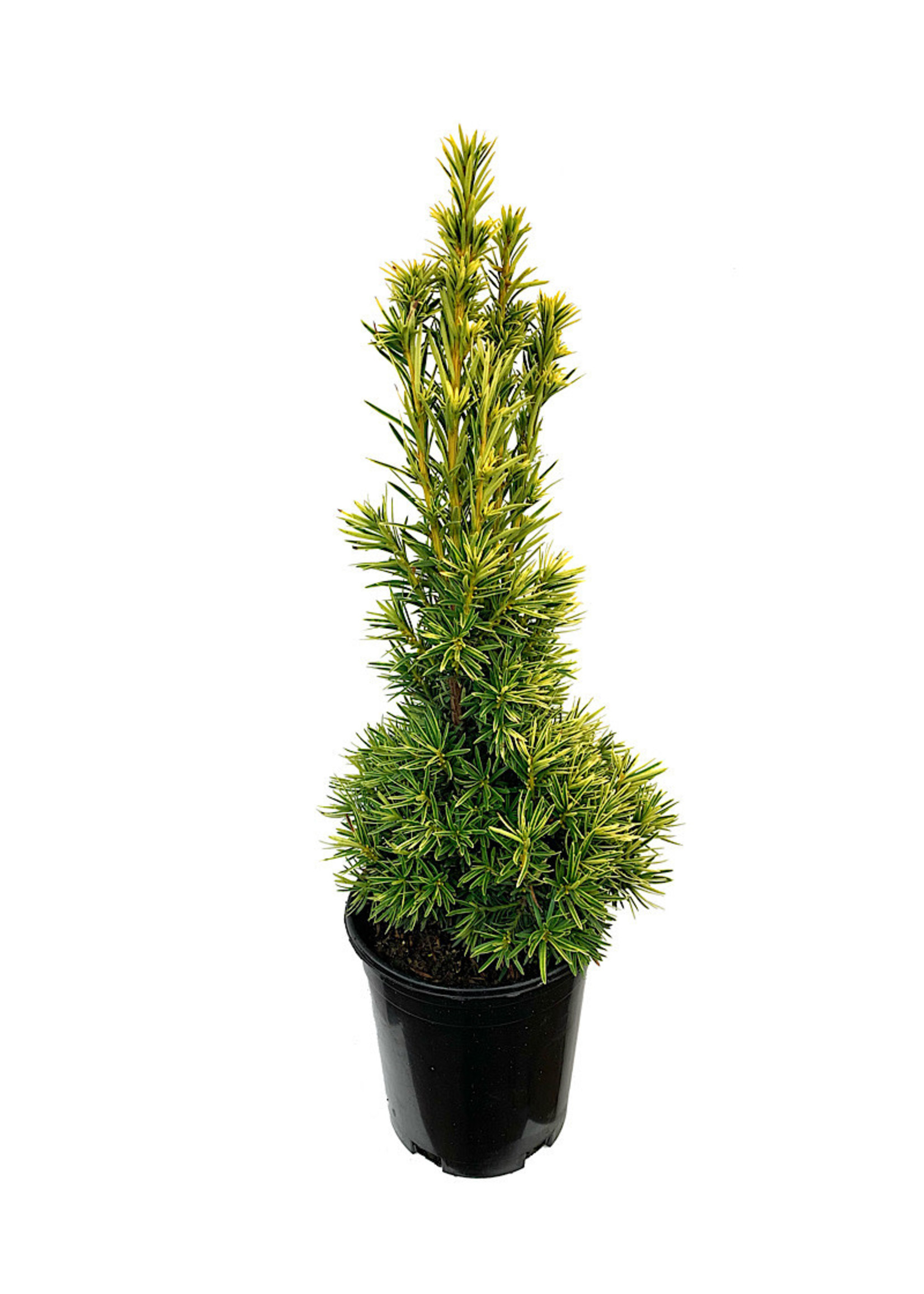 Taxus baccata 'Stricta Aurea' 1 Gallon