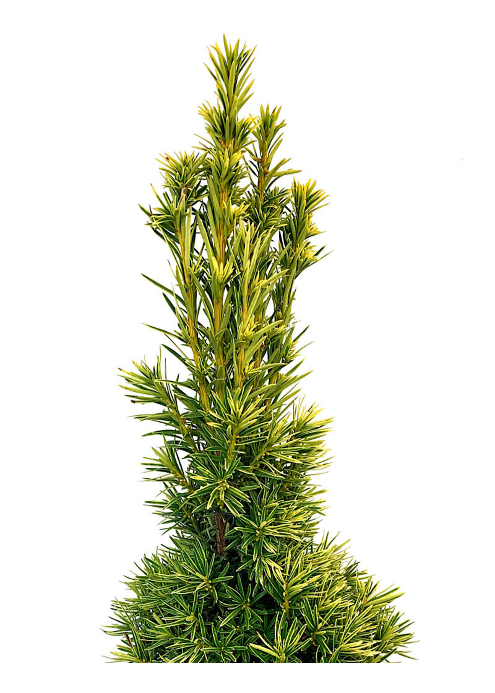 Taxus baccata 'Stricta Aurea' 1 Gallon