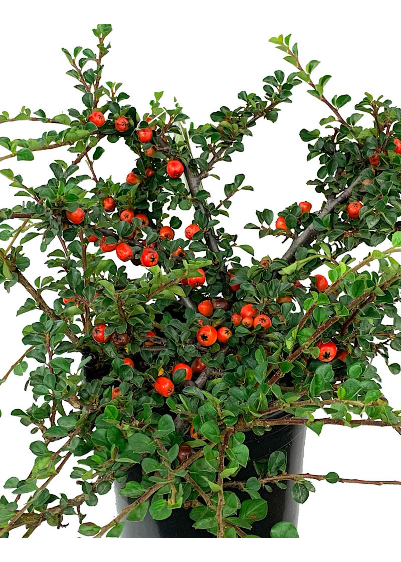 Cotoneaster apiculatus 'Cranberry' 1 Gallon