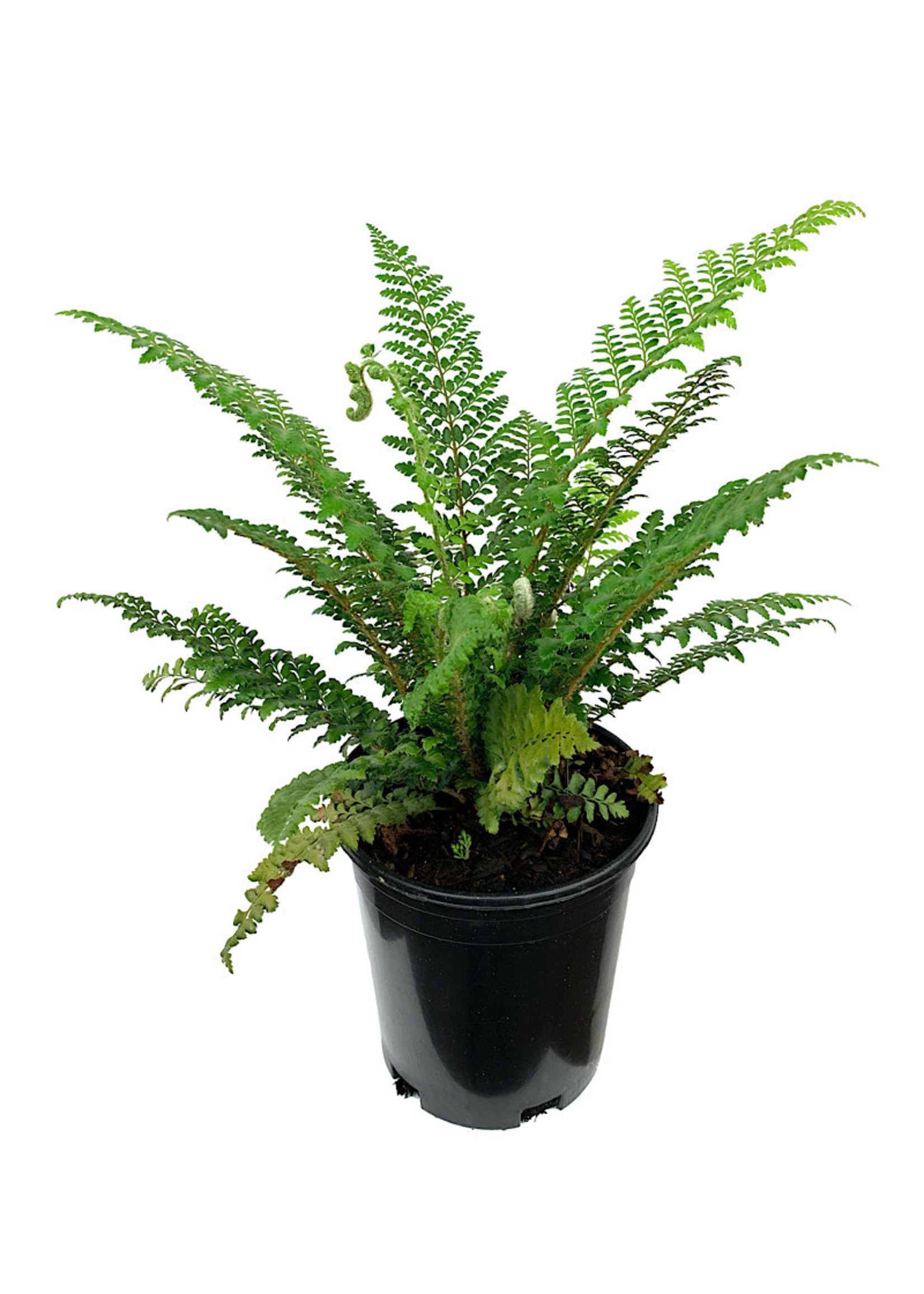 Polystichum x dycei 1 Gallon