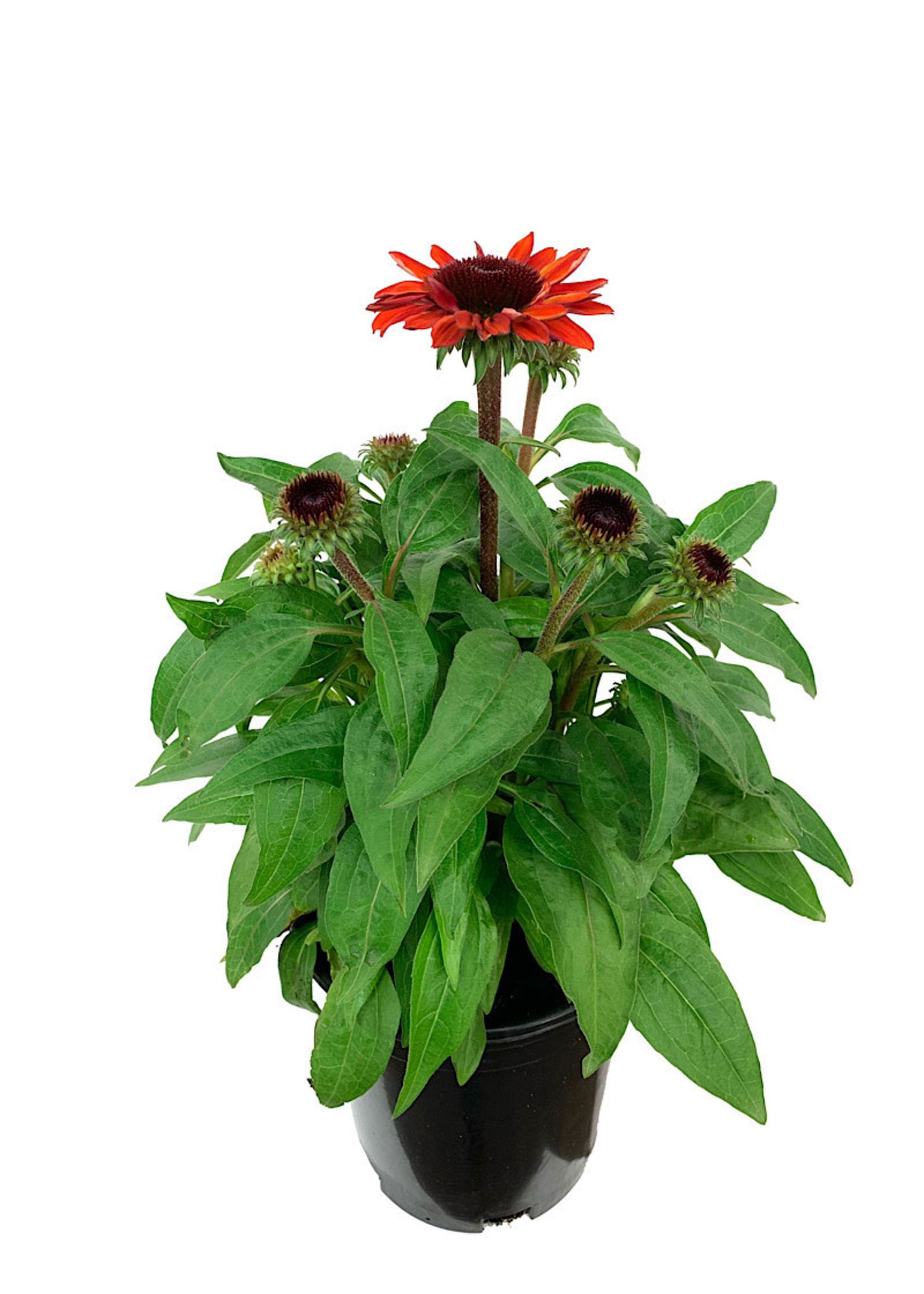 Echinacea 'Sombrero Sangrita' 1 Gallon