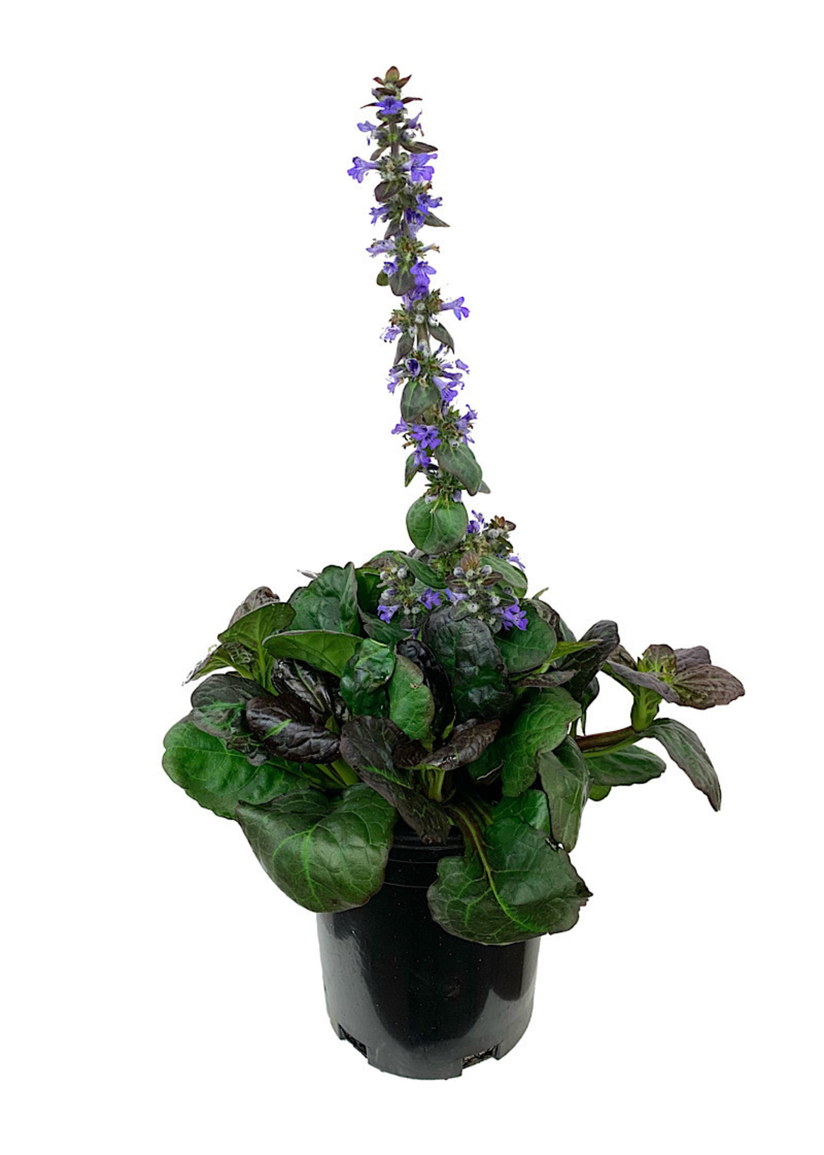 Ajuga 'Catlin's Giant' 1 Gallon