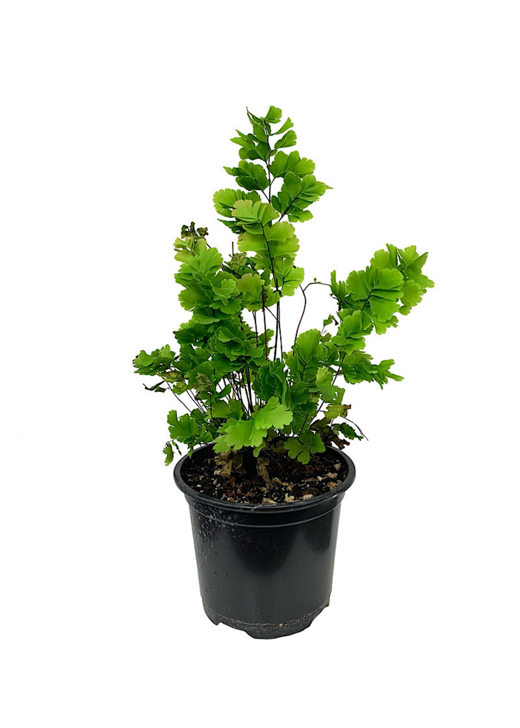 Adiantum tenerum 'Bicolor' Quart