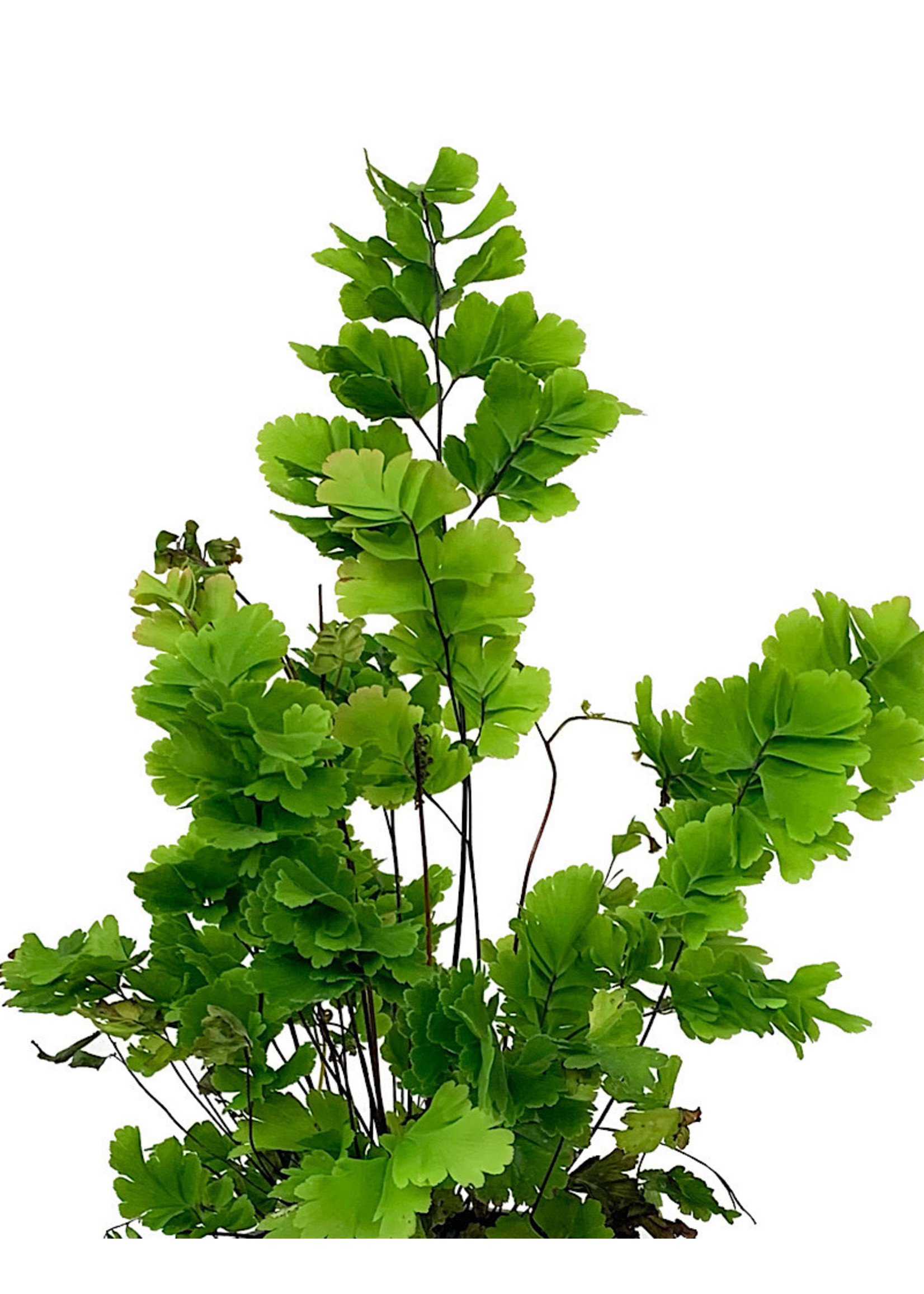 Adiantum tenerum 'Bicolor' Quart