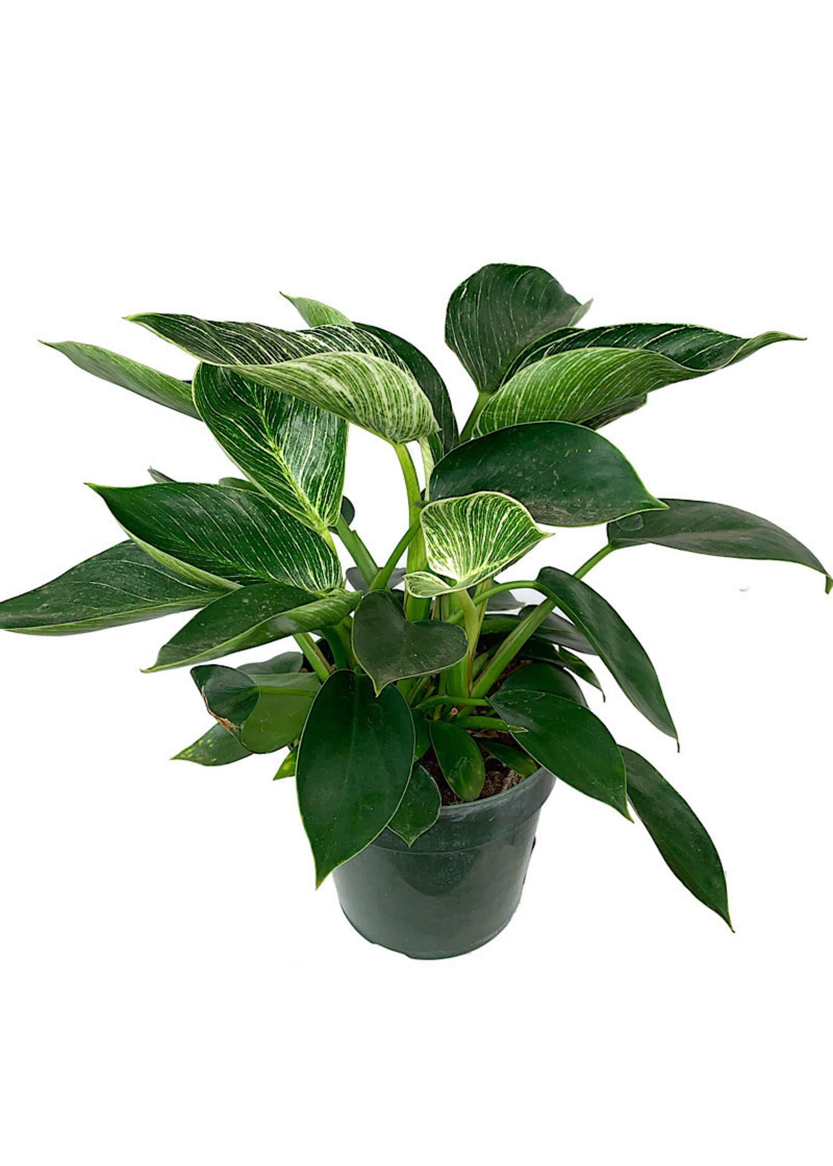 Philodendron 'Birkin' 6 Inch