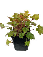 Heuchera 'September Morn' Quart