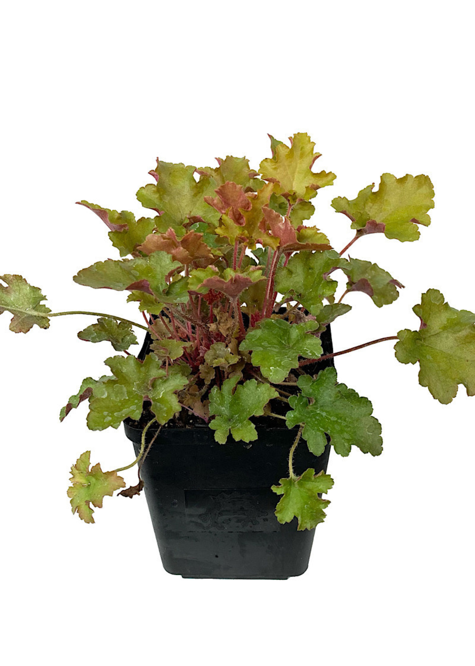 Heuchera 'September Morn' Quart