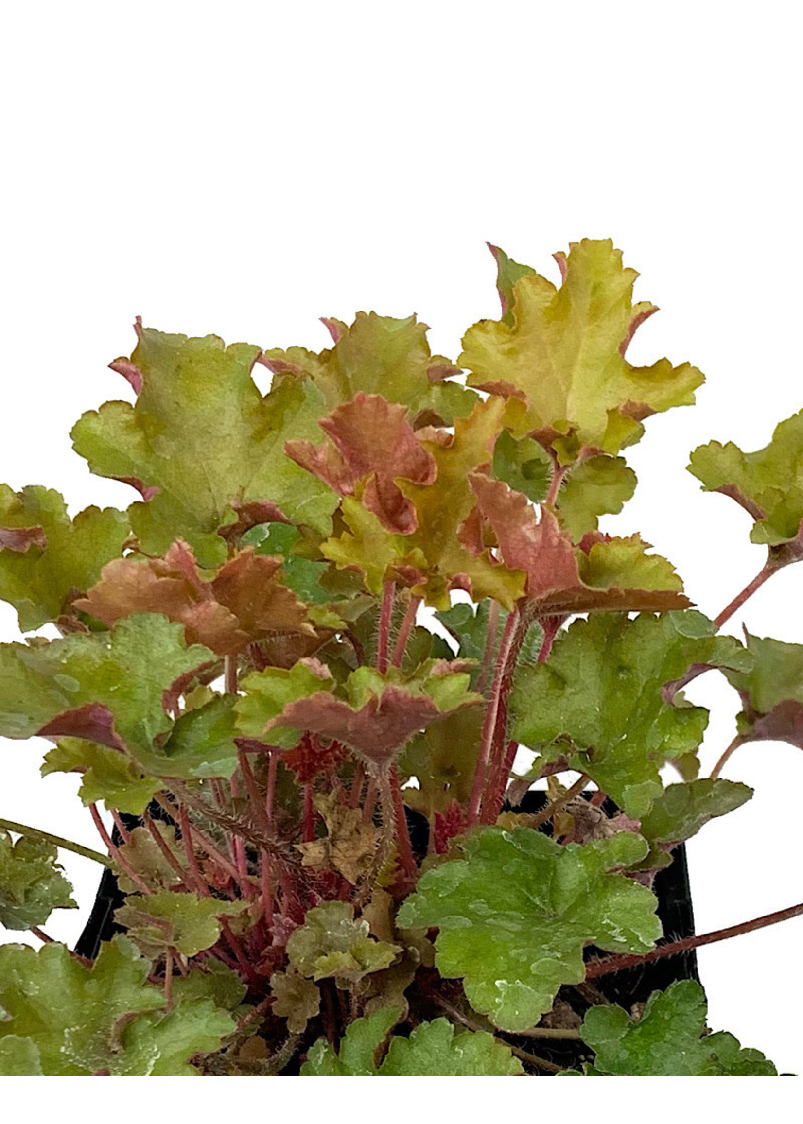 Heuchera 'September Morn' Quart