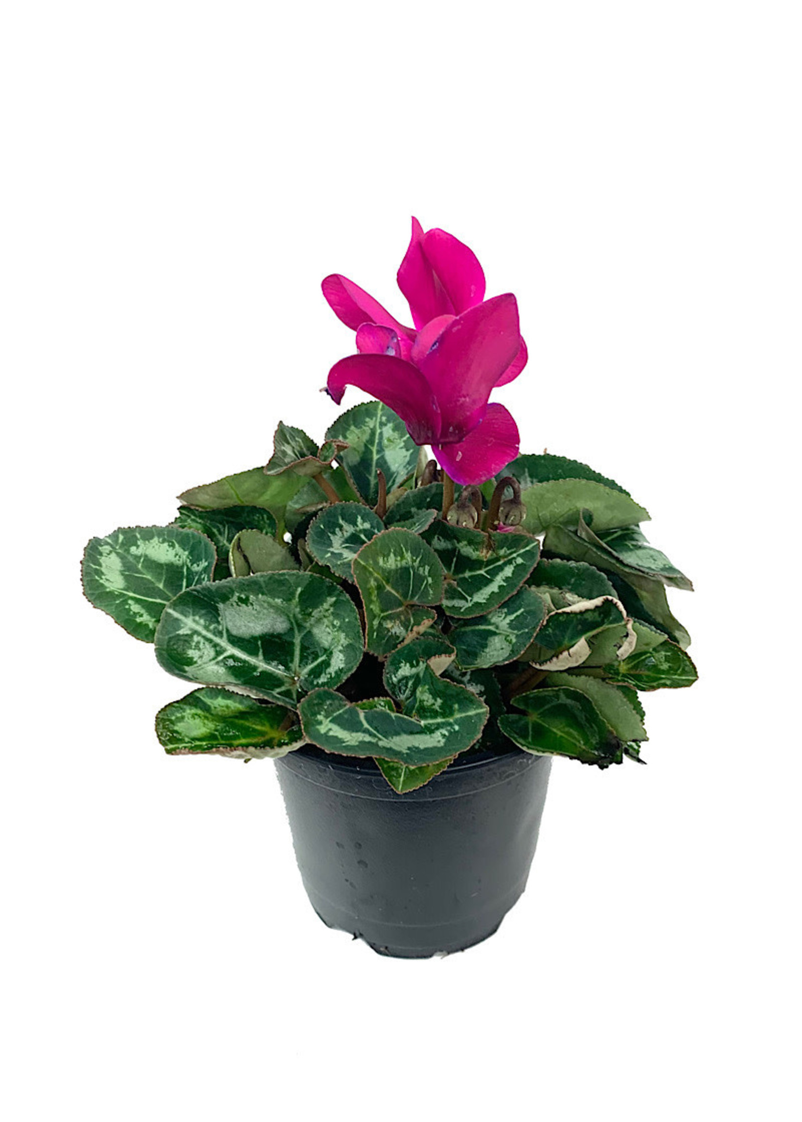 Cyclamen 'Laser Synchro Purple' 4 inch