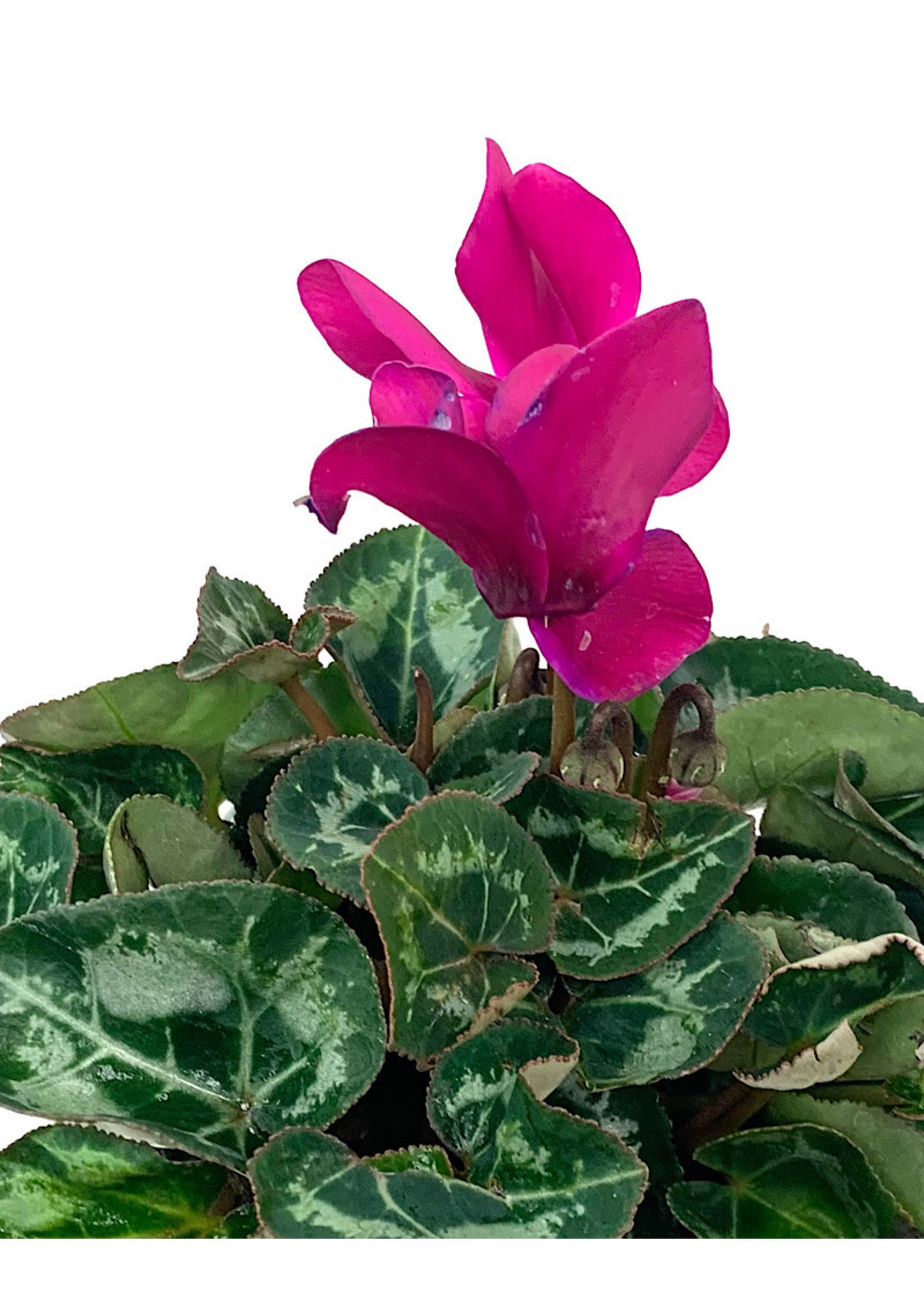 Cyclamen 'Laser Synchro Purple' 4 inch