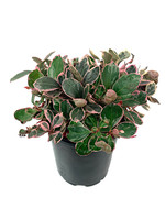 Gaultheria procumbens 'Winter Splash' Quart