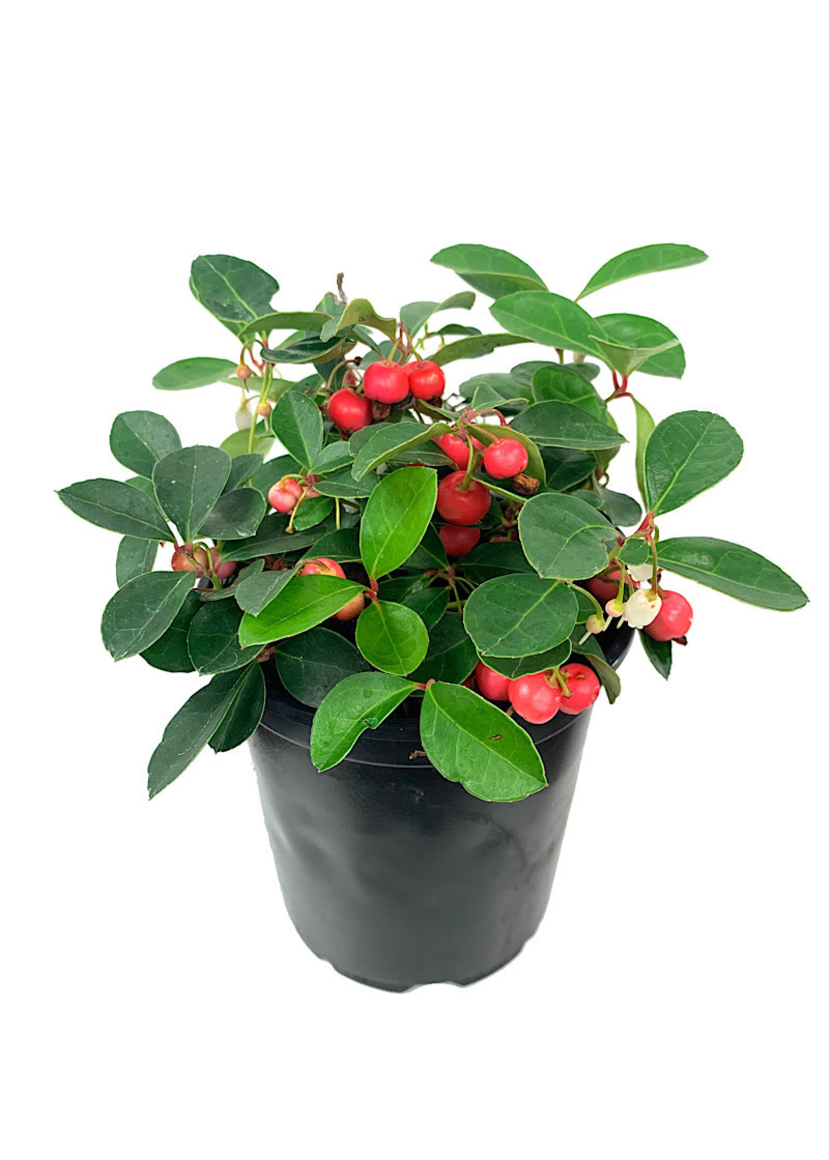 Cherry Berry Wintergreen – Edible Landscaping