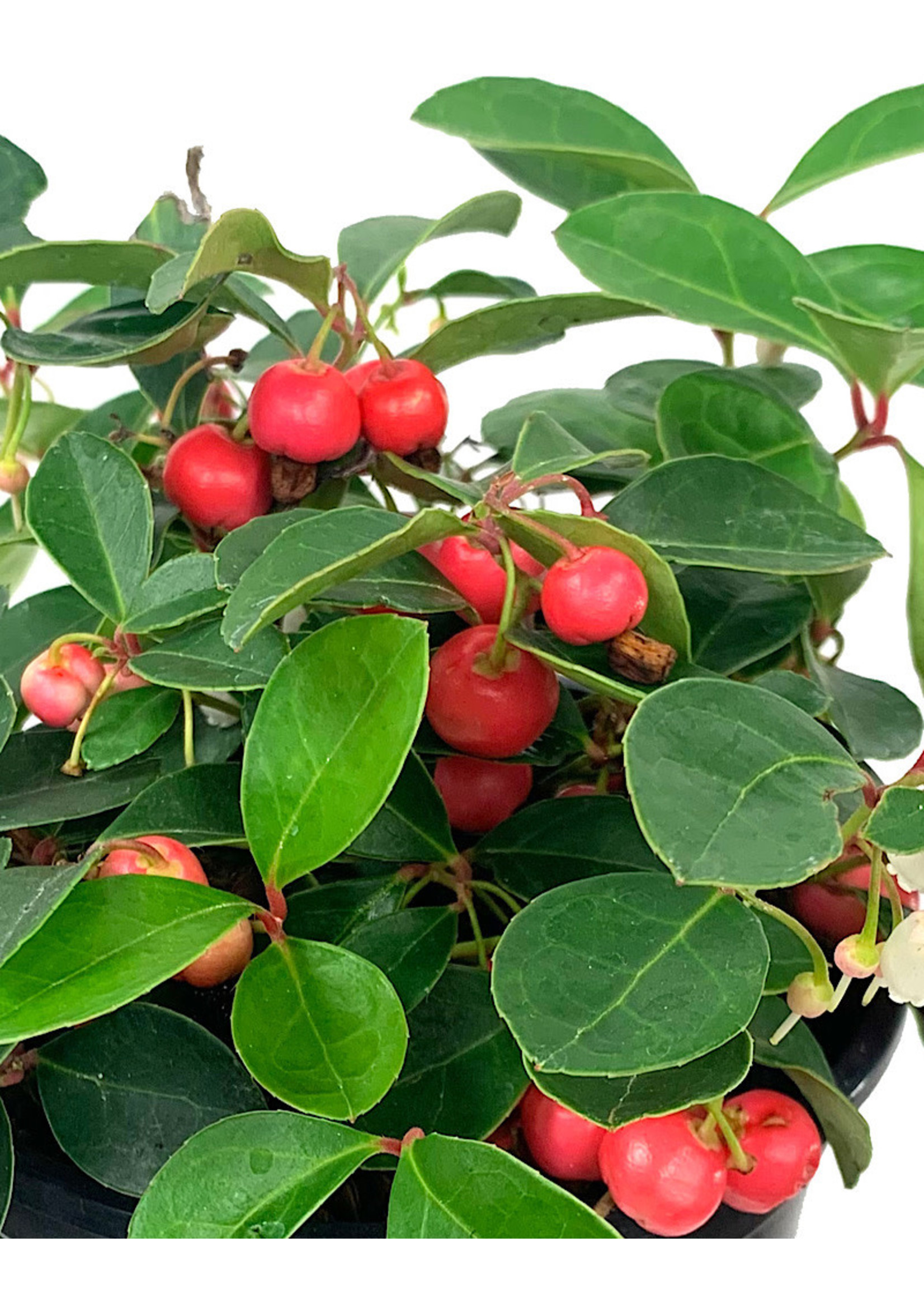 Gaultheria procumbens 'Cherry Berries' Quart