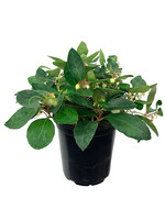 Gaultheria procumbens 'Winter Fiesta' Quart