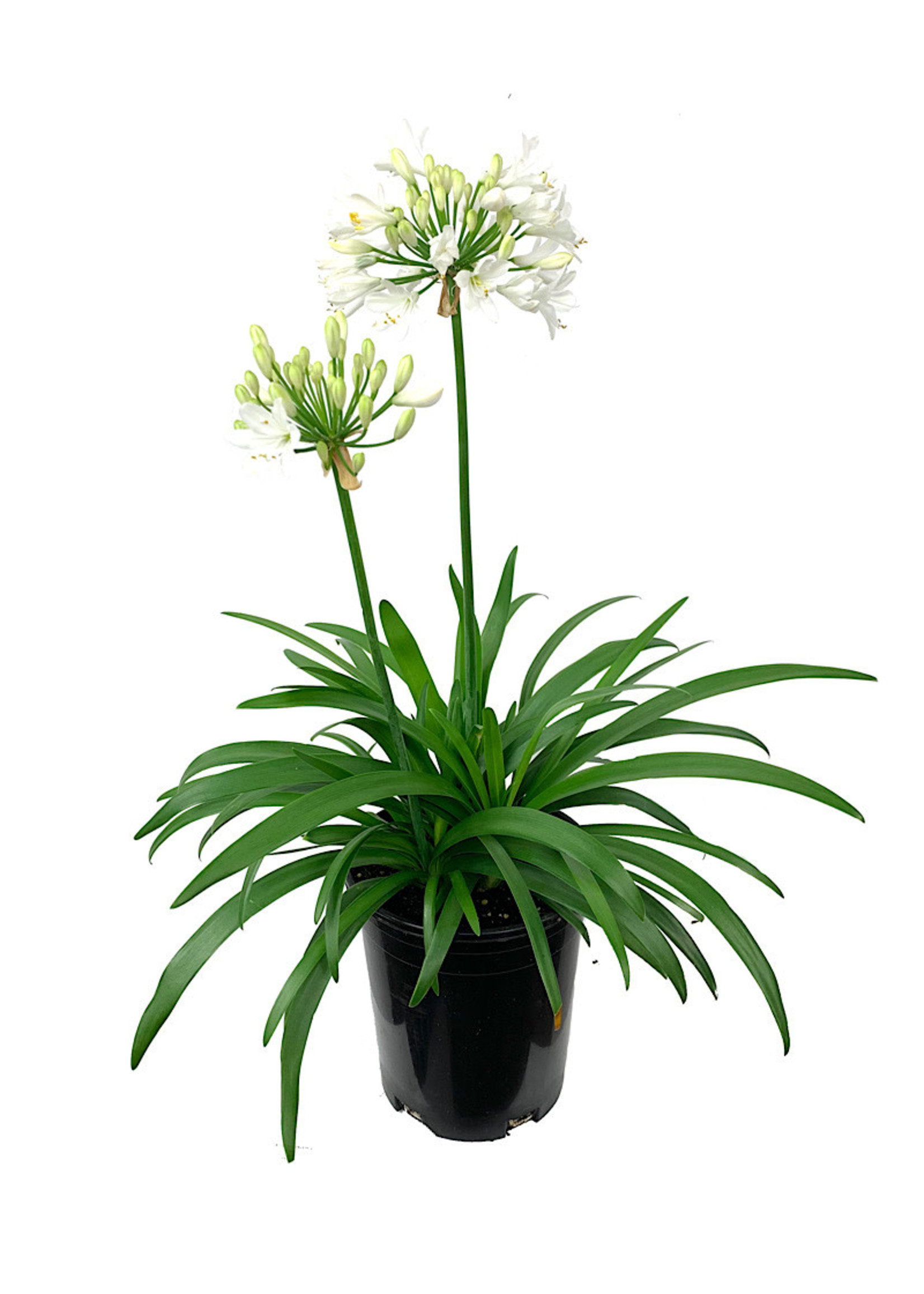 Agapanthus ‘Ever White’ 1 Gallon