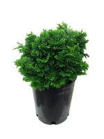 Chamaecyparis obtusa 'Dainty Doll' 1 Gallon