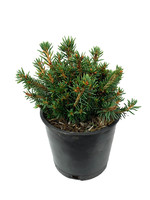 Picea abies 'Jessy' 4 Inch