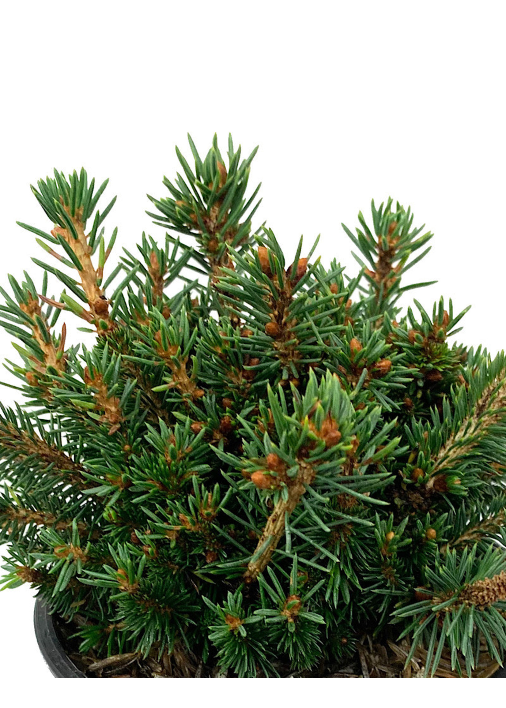 Picea abies 'Jessy' 4 Inch