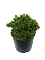 Picea abies 'Thumbelina' 4 Inch