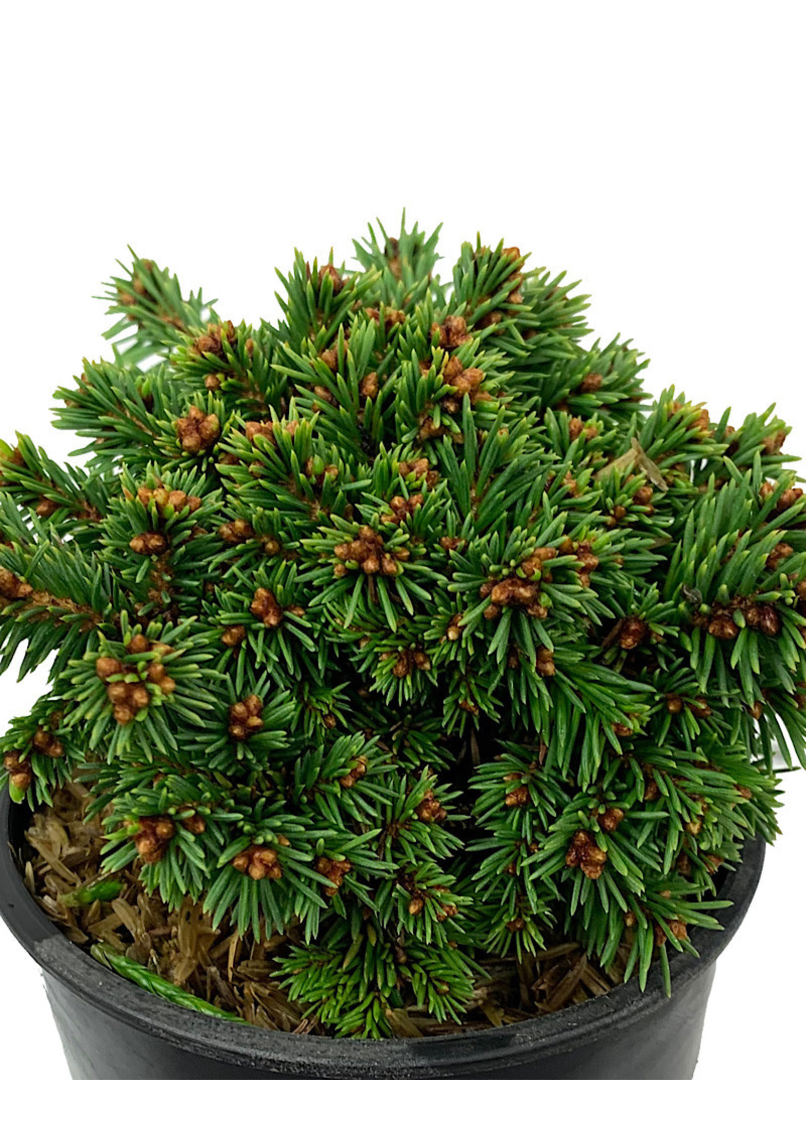 Picea abies 'Thumbelina' 4 Inch