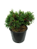 Picea abies 'Mikulasovice' 4 Inch