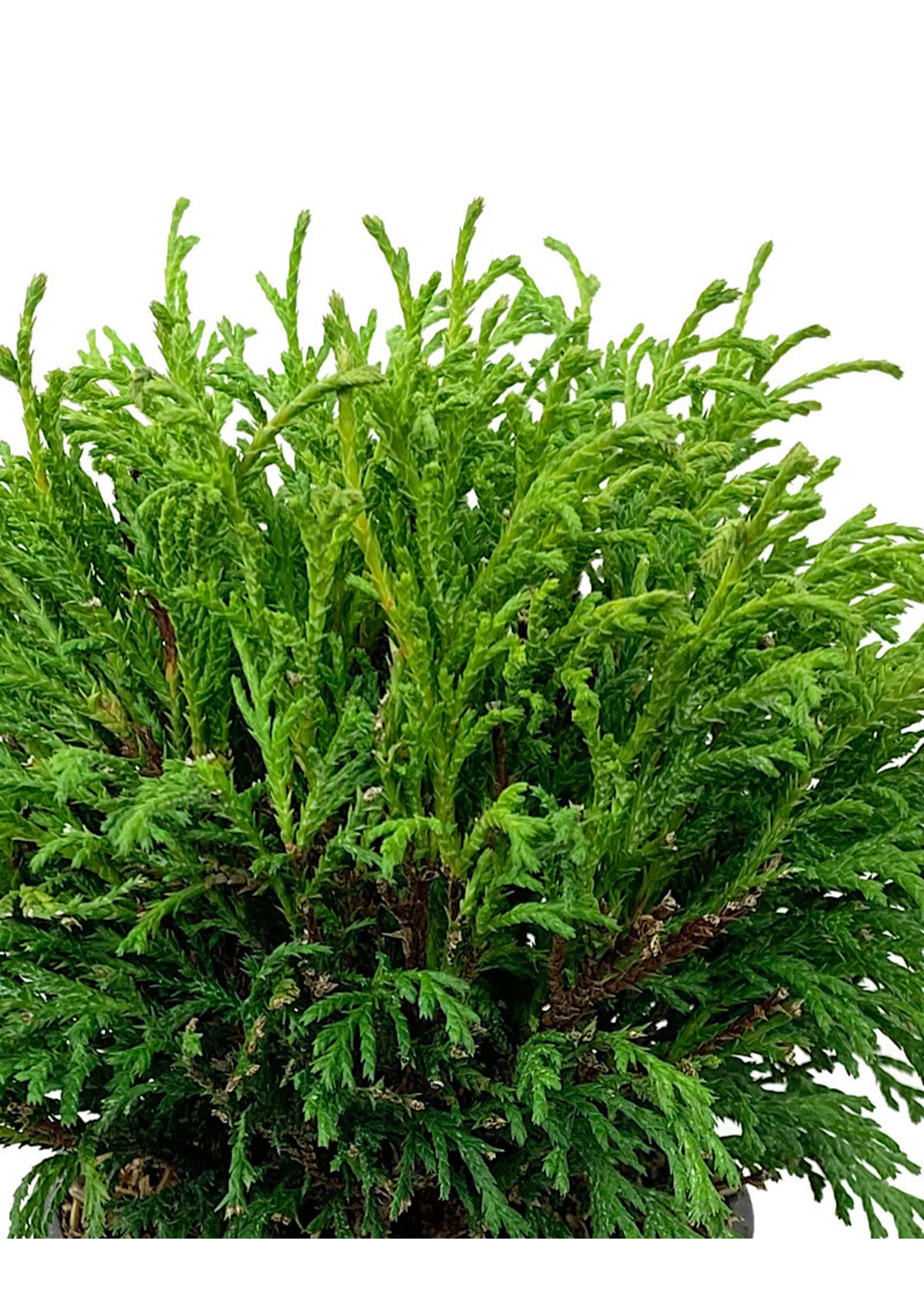 Chamaecyparis pisifera 'Filifera' 4 inch