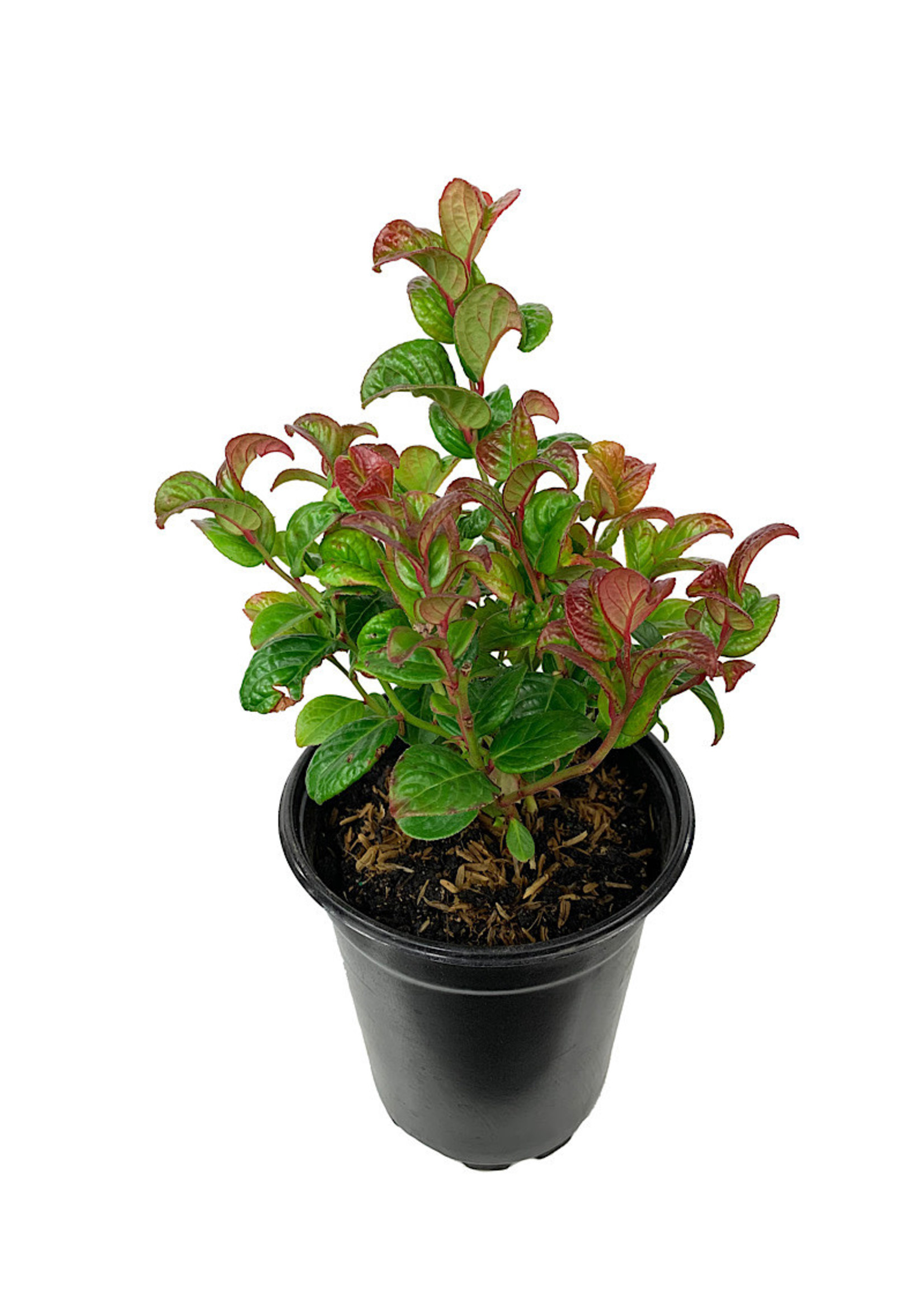 Leucothoe 'Curly Red' Quart