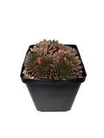 Sempervivum 'Bronze Pastel' 4 Inch