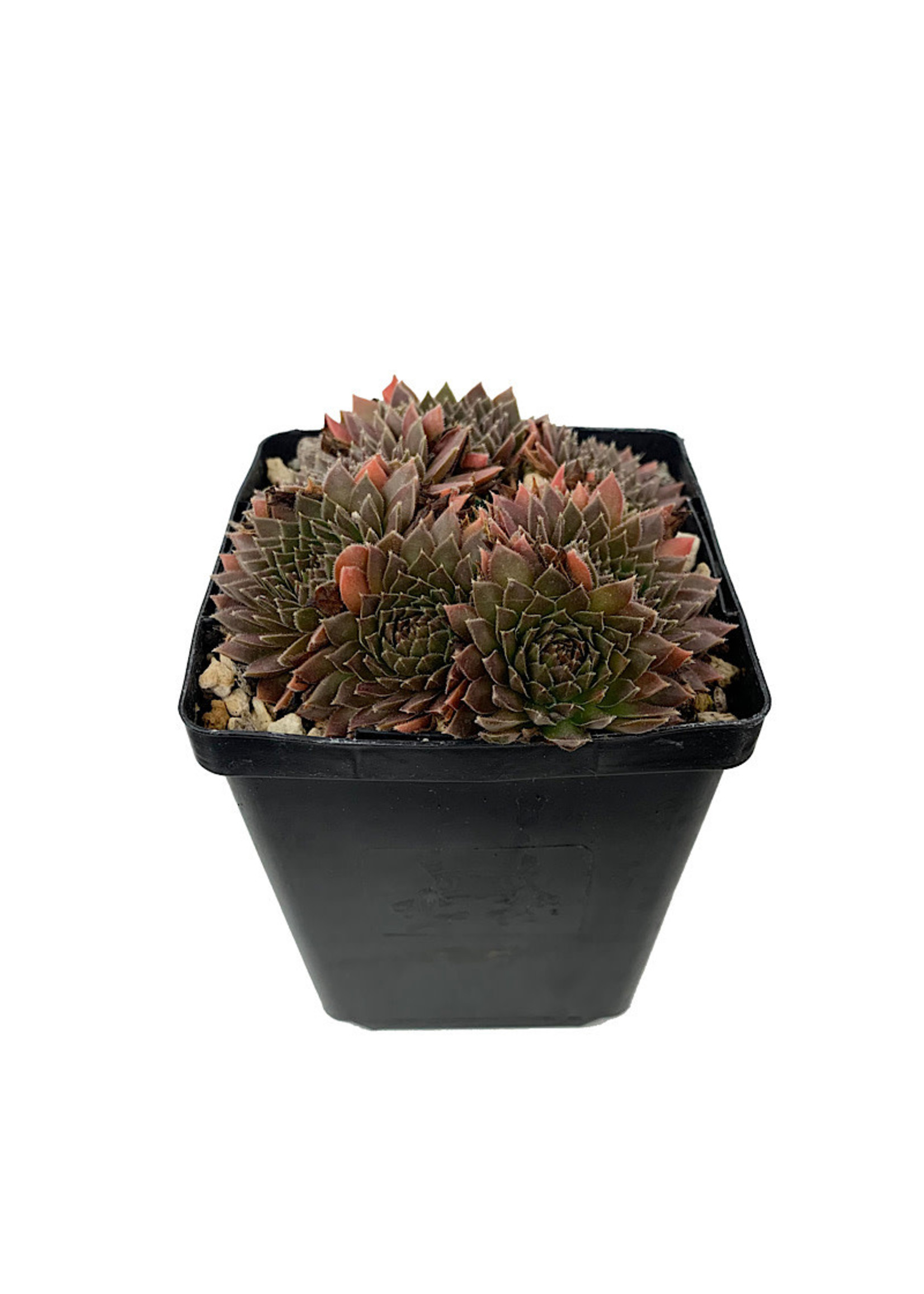 Sempervivum 'Bronze Pastel' 4 Inch