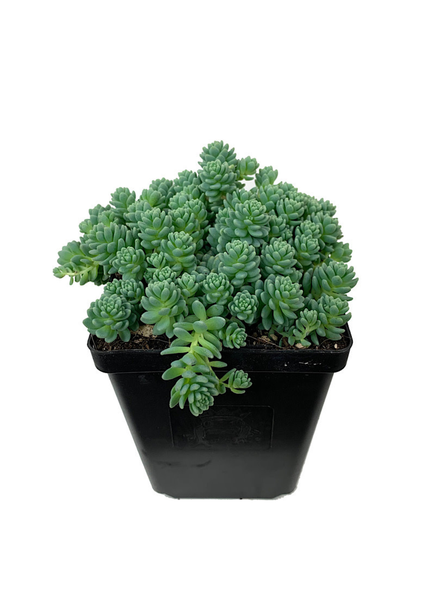 Sedum dasyphyllum 'Major' 4 Inch