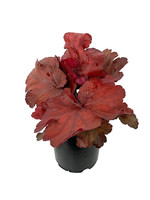 Heuchera 'Fire Alarm' Quart