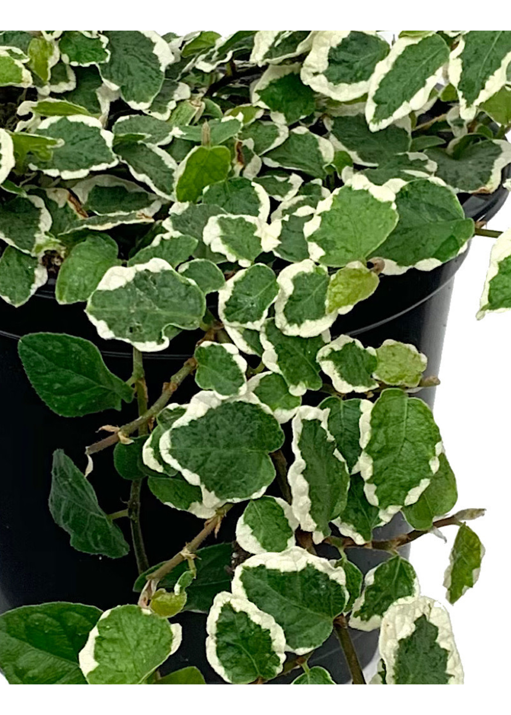 Ficus pumila 'Variegata' Quart