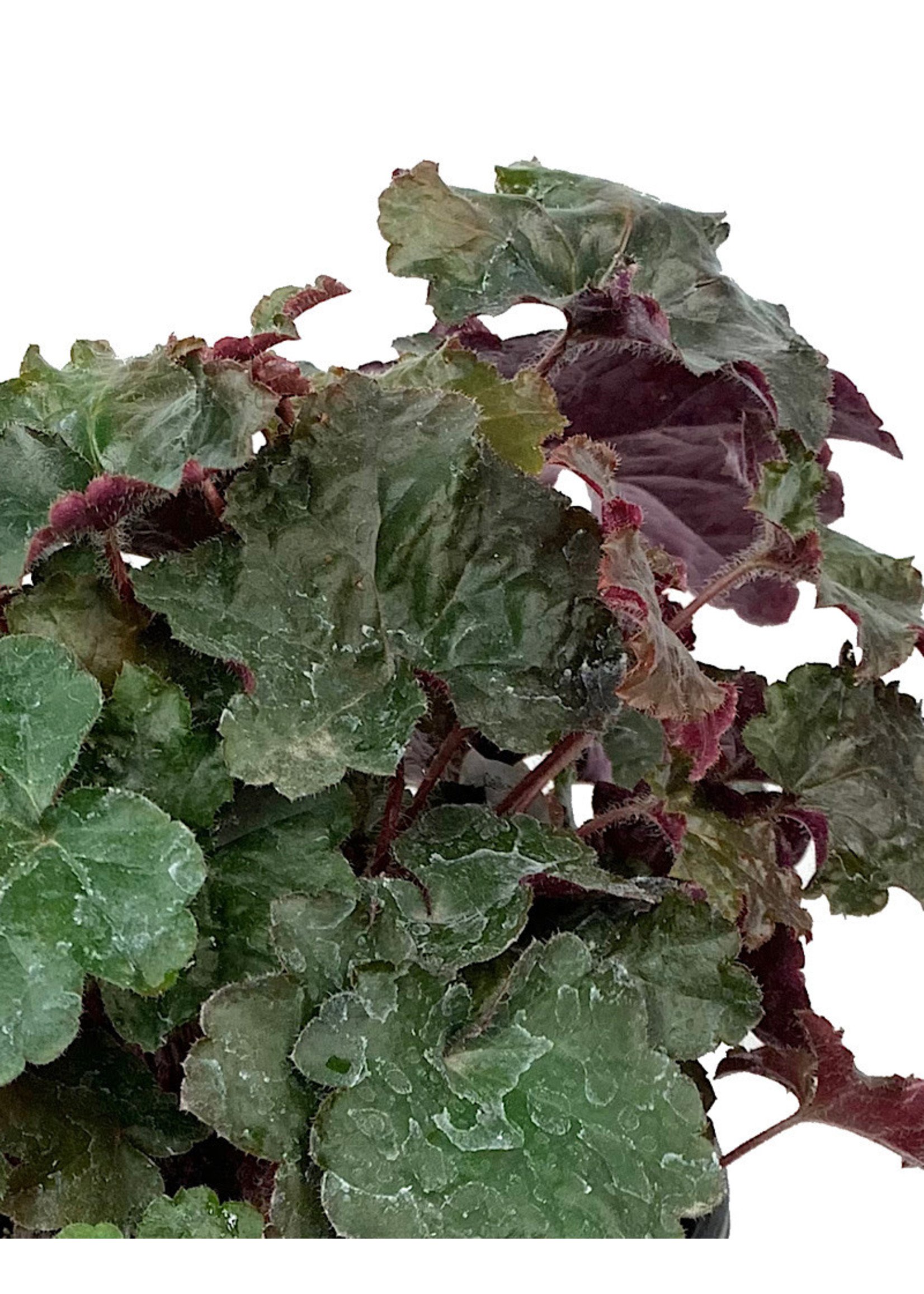 Heuchera 'Palace Purple' 1 Gallon