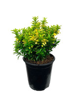 Euonymus japonicus 'Happiness' 1 Gallon