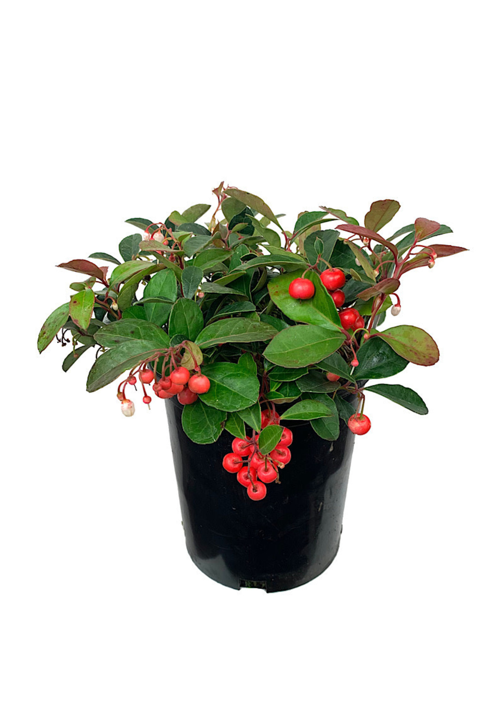 Gaultheria procumbens 'Cherry Berries' 1 Gallon - The Garden Corner