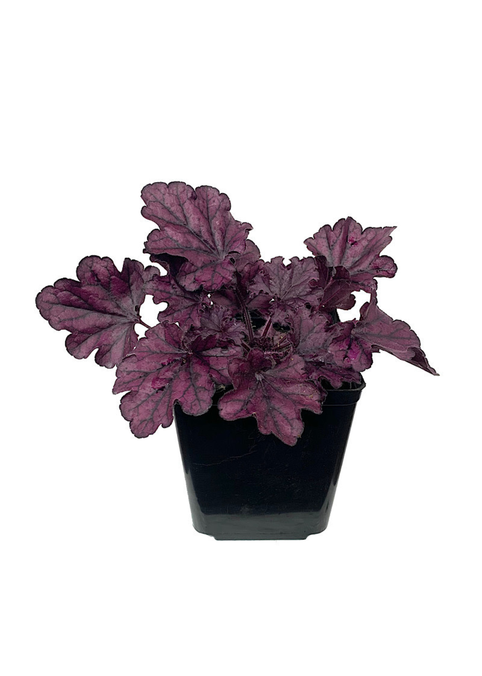 Heuchera 'Forever Purple'