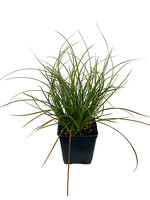 Carex testacea 'Orange Sedge' 4 Inch