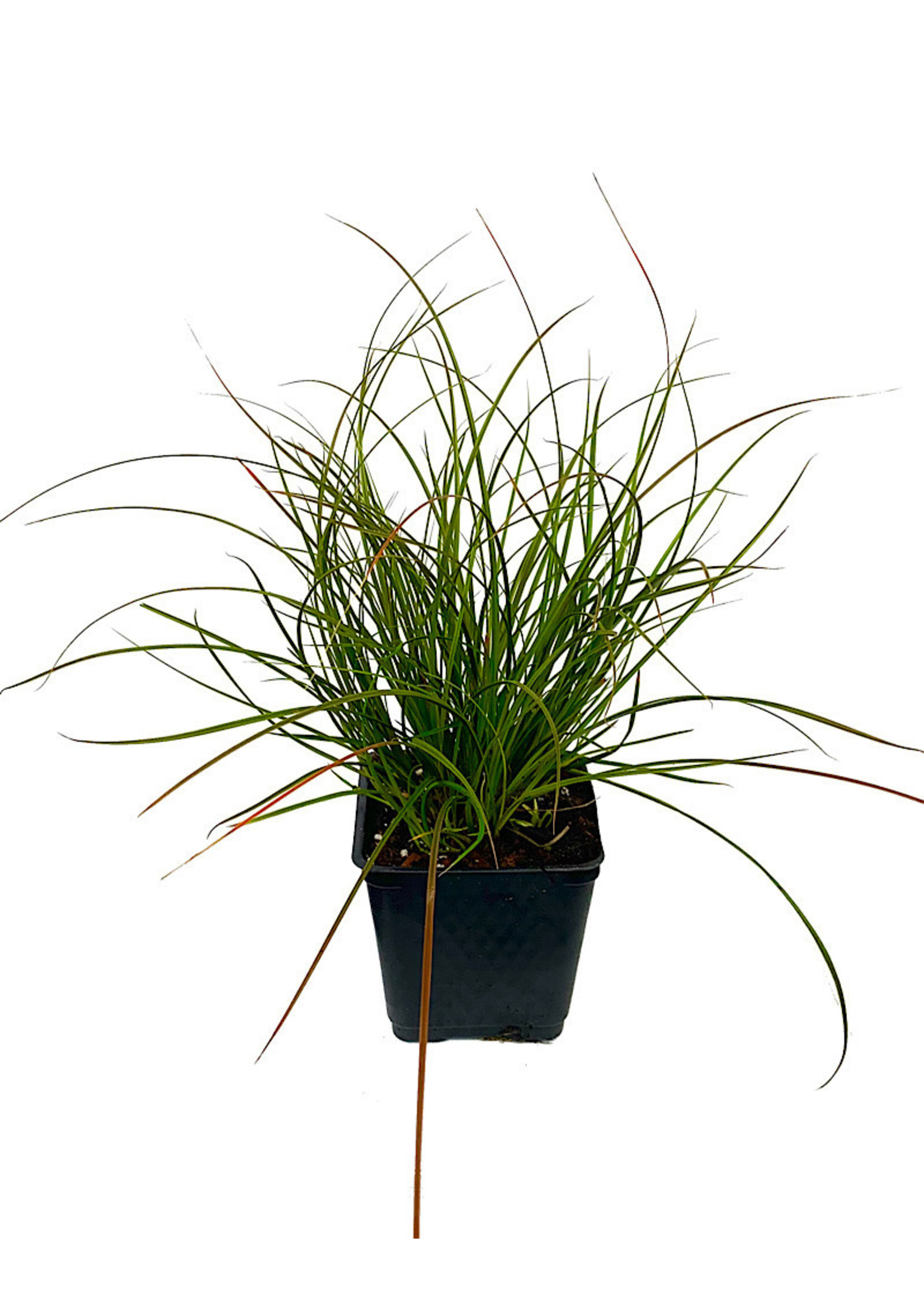 Carex testacea 'Orange Sedge' 4 Inch