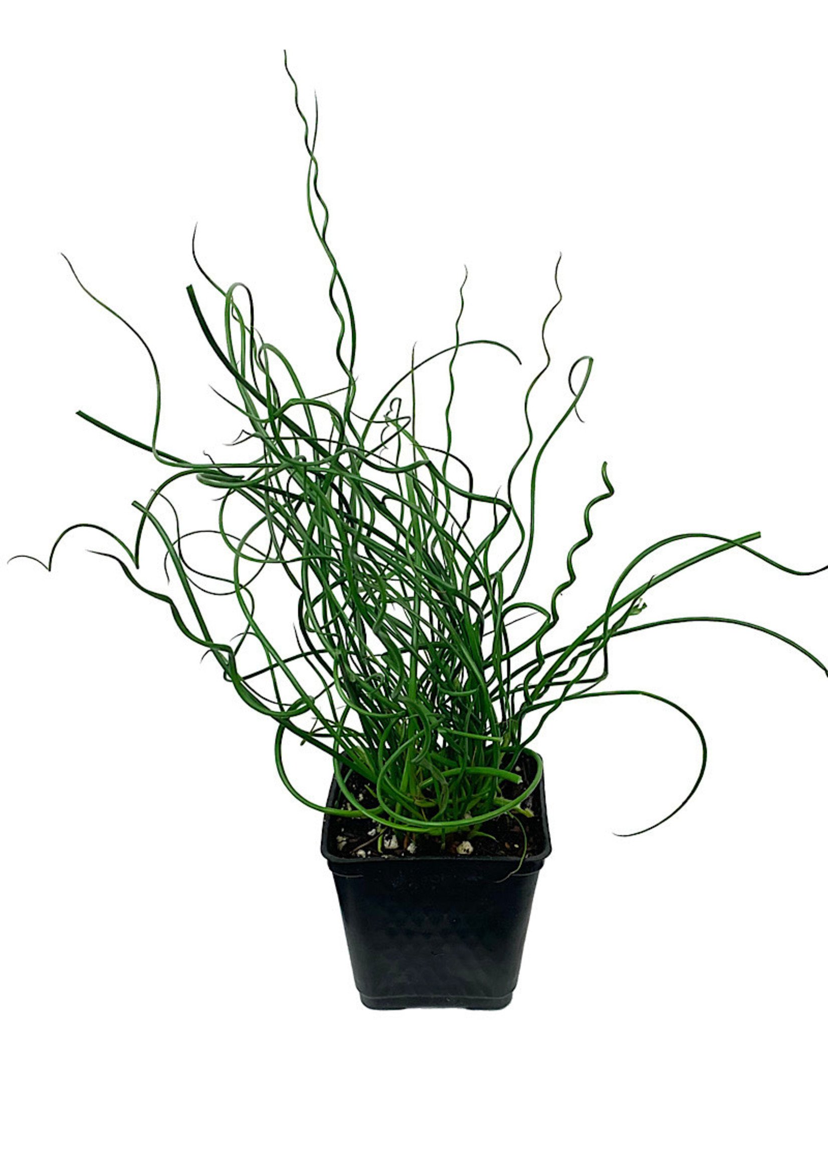 Juncus Effusus 'Twister' 4 inch