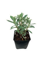 Euphorbia 'Silver Swan' 4 Inch