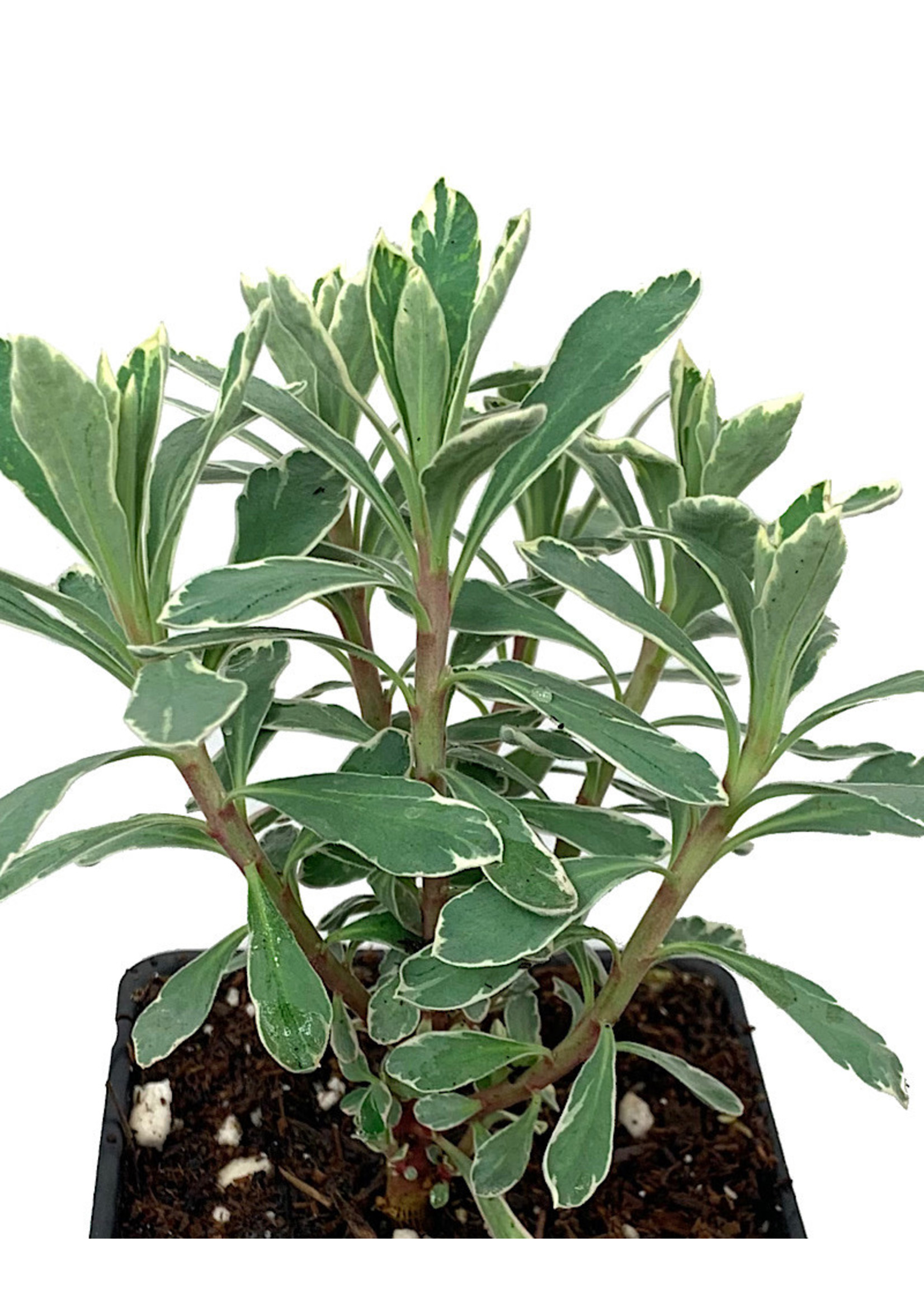 Euphorbia 'Silver Swan' 4 Inch