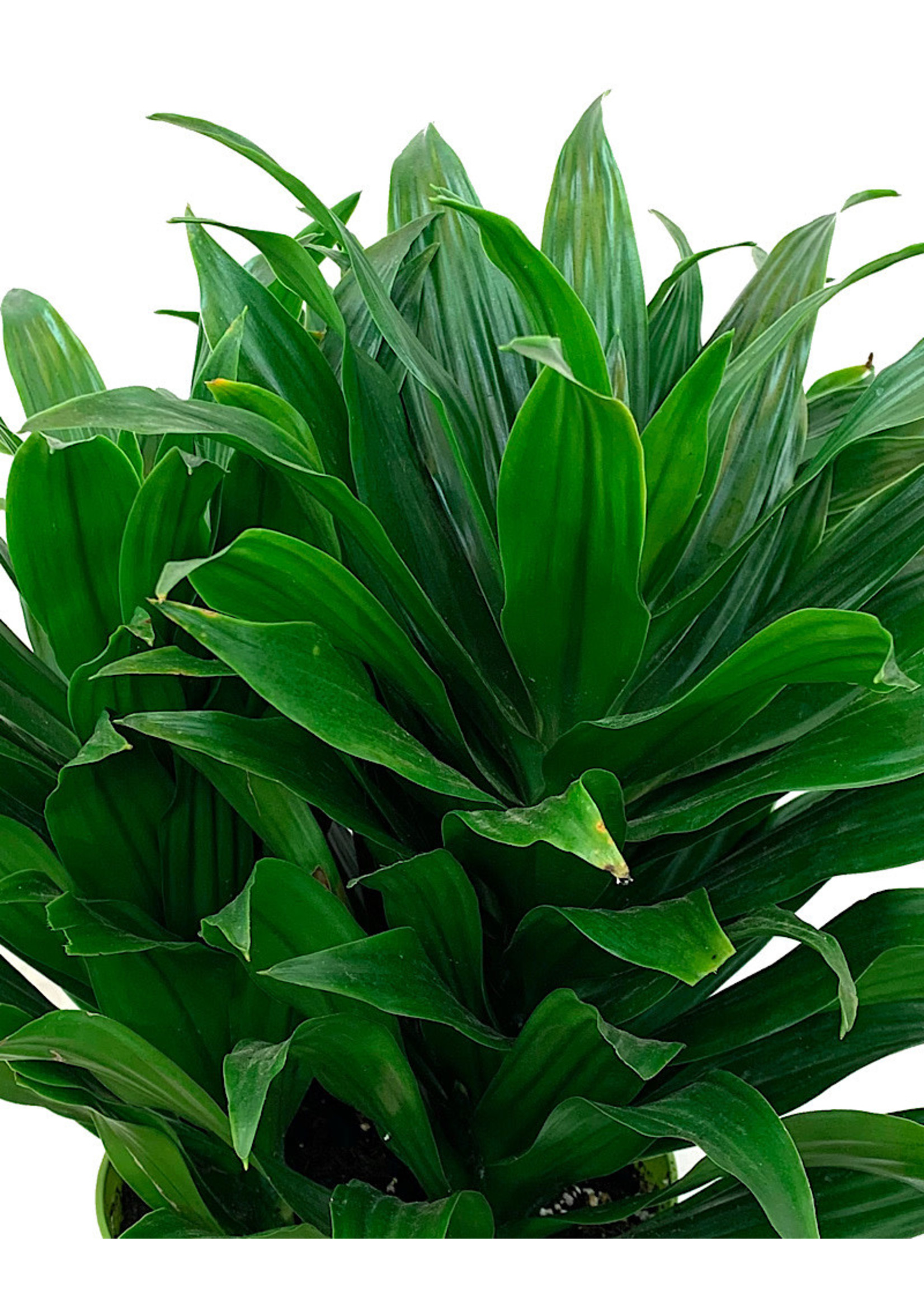 Dracaena 'JC Compacta' 6 Inch