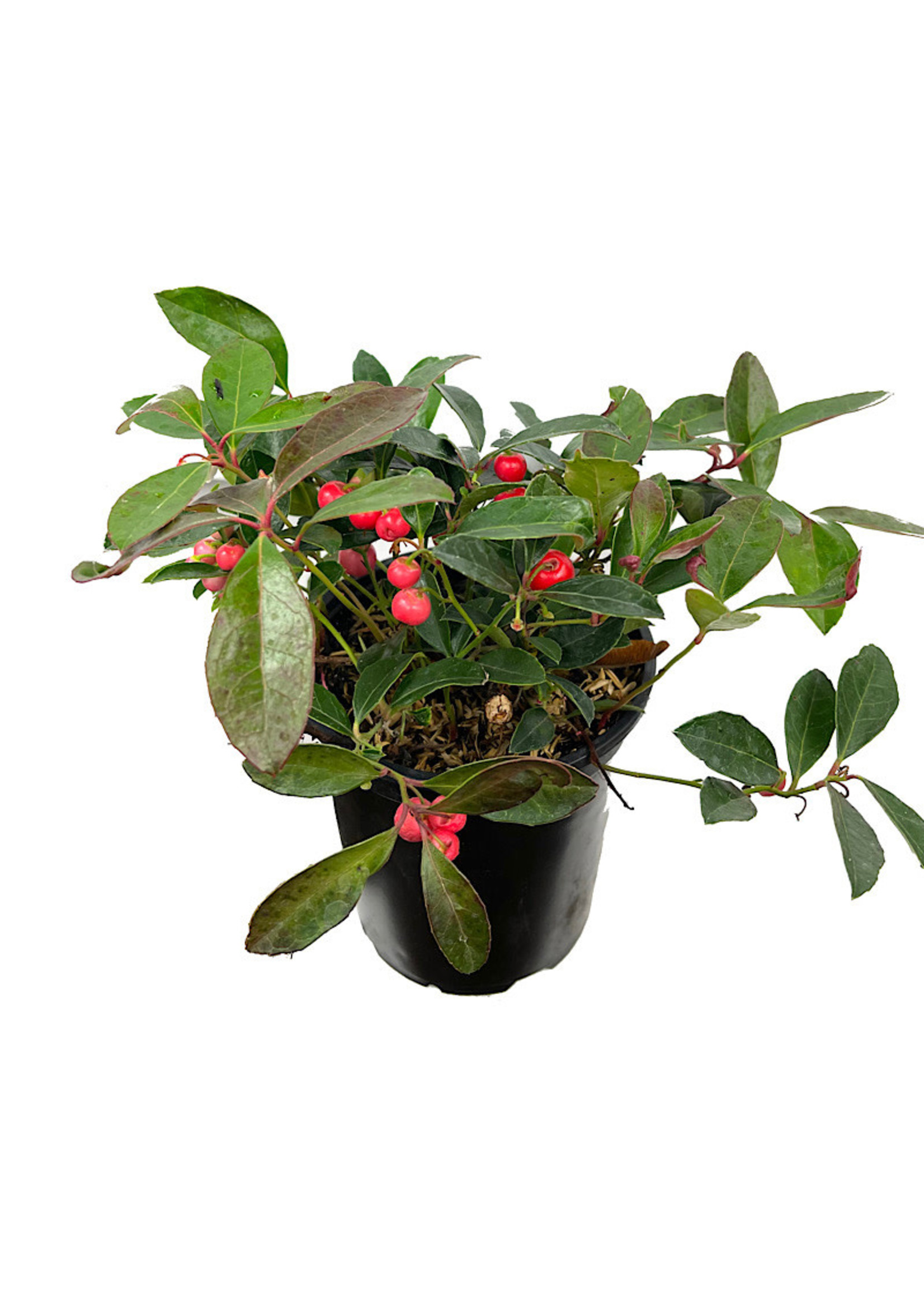 Gaultheria procumbens 'Berry Cascade' Quart