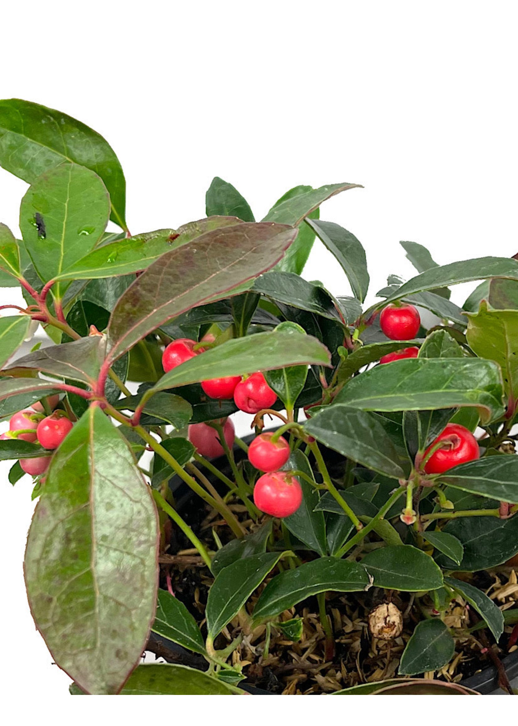 Gaultheria procumbens 'Berry Cascade' Quart